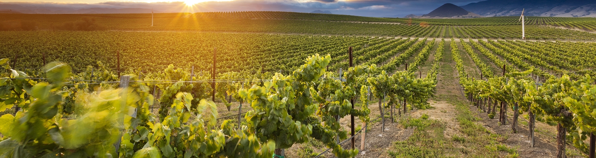 A vineyard at sunrise